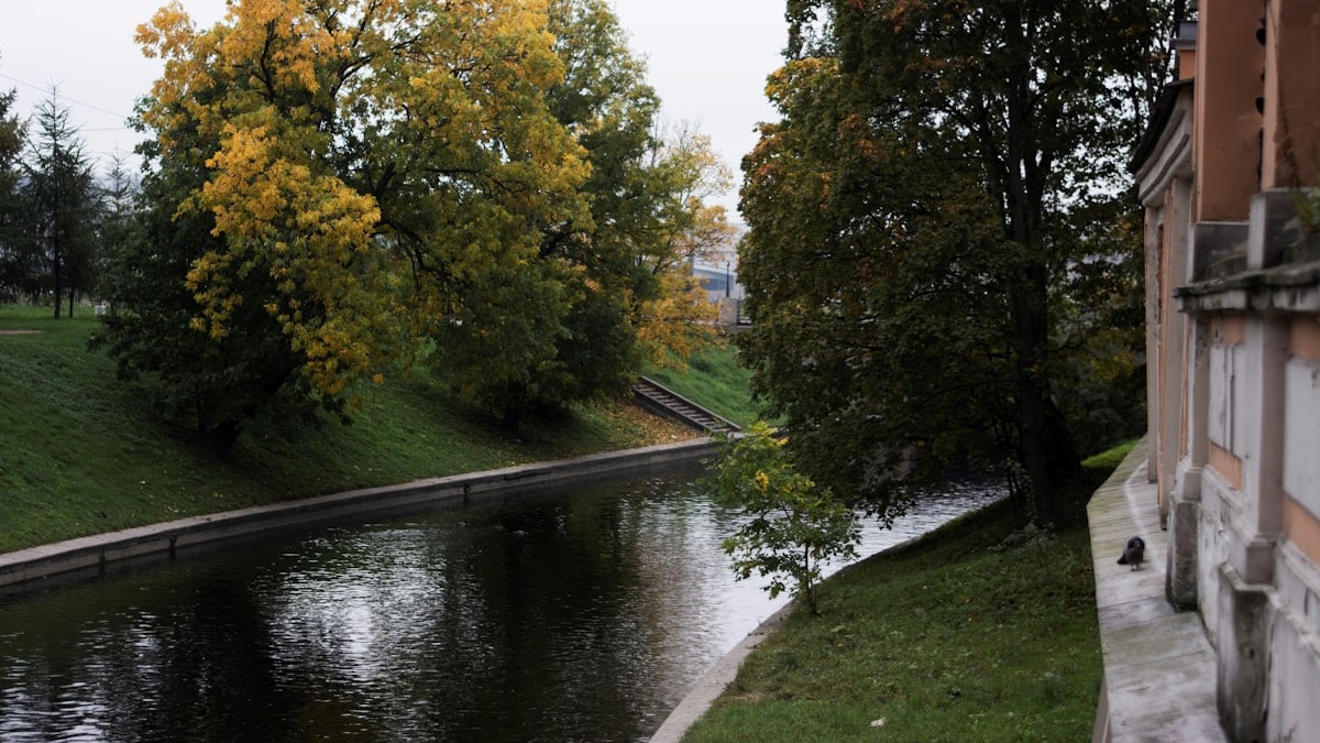 a river with grass and trees